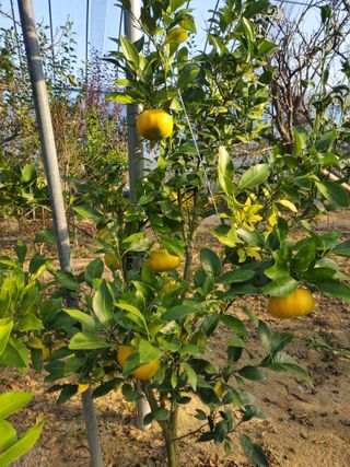 서정훈 님의 귤 · 영농일지 작성글 사진