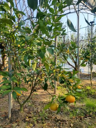 서정훈 님의 귤 · 영농일지 작성글 사진