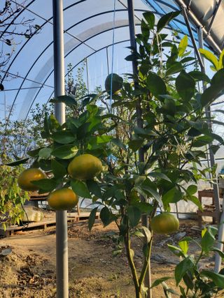 서정훈 님의 귤 · 영농일지 작성글 사진