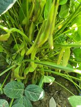 팜모닝 호박·자유게시판 게시글 이미지