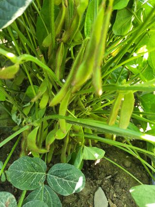 와룡산토지리님의 호박 · 자유게시판 작성글 사진