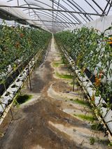 팜모닝 토마토·영농일지 게시글 이미지