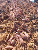 팜모닝 공짜로 가질 수 있다면 나의 선택은?·참여글 게시글 이미지