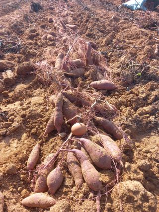 Happy100w님의 공짜로 가질 수 있다면 나의 선택은? · 참여글 작성글 사진