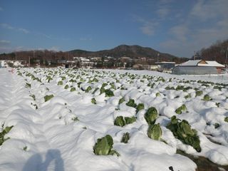 Happy100w님의 공짜로 가질 수 있다면 나의 선택은? · 참여글 작성글 사진