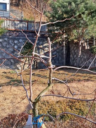 만월봉아지매님의 자유주제 · 자유게시판 작성글 사진