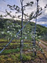 팜모닝 · 게시글 이미지