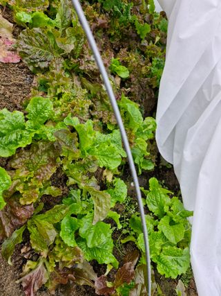 당근한개님의 자유주제 · 자유게시판 작성글 사진