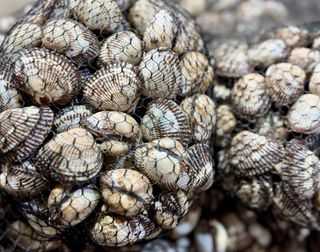 농부손녀님의 작성글 사진