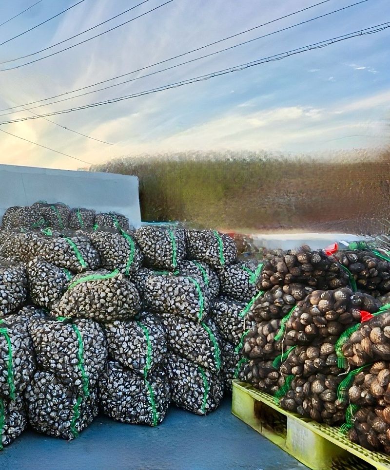 농부손녀님의 장터 판매 상품 [여수 제철 왕 새꼬막 1kg ] 첨부 사진