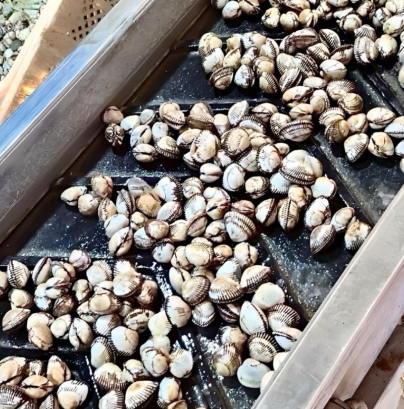 농부손녀님의 장터 판매 상품 [여수 제철 왕 새꼬막 1kg ] 첨부 사진