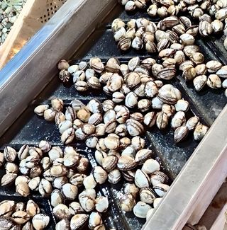 농부손녀님의 작성글 사진