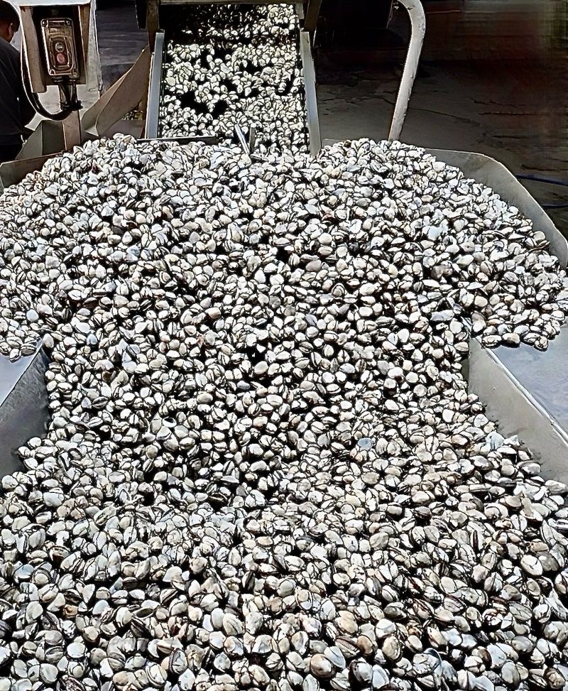 농부손녀님의 장터 판매 상품 [여수 제철 왕 새꼬막 1kg ] 첨부 사진