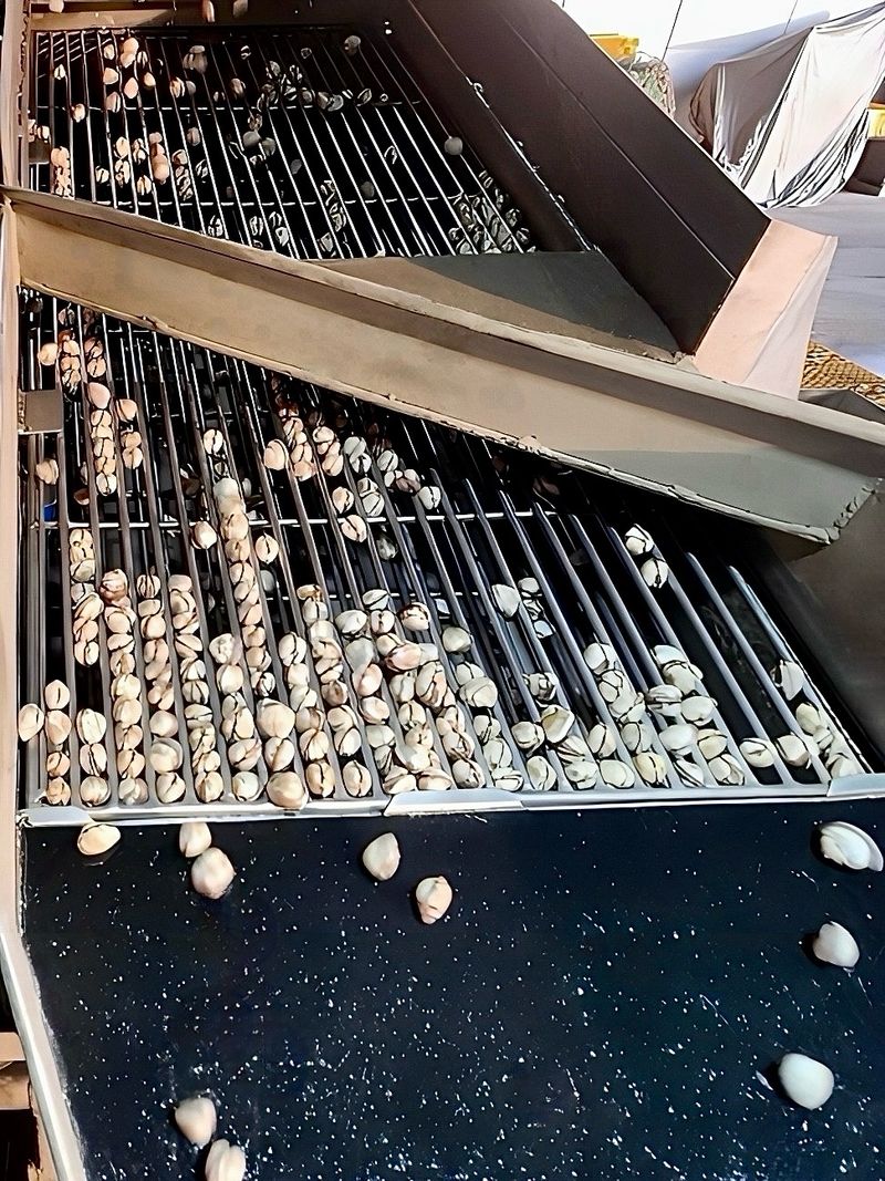 농부손녀님의 장터 판매 상품 [여수 제철 왕 새꼬막 1kg ] 첨부 사진