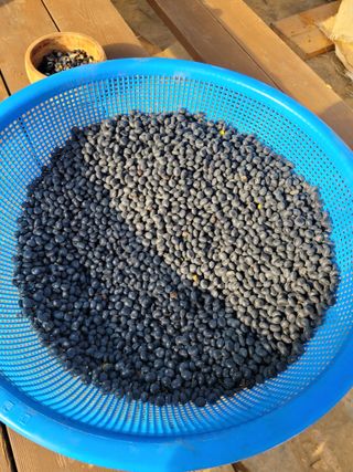 해은농장님의 기타작물 · 영농일지 작성글 사진