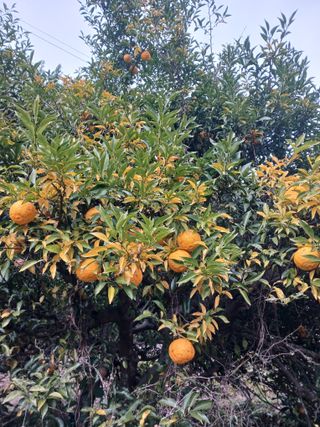 들국화님의 자유주제 · 자유게시판 작성글 사진