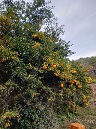 들국화님의 자유주제 · 자유게시판 작성글 사진