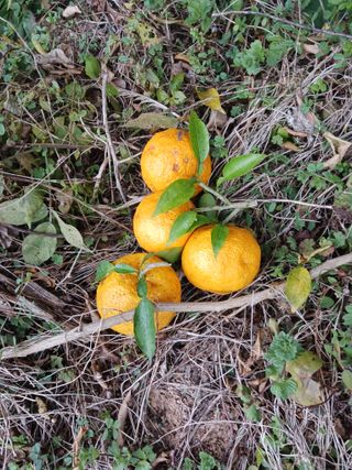 들국화님의 자유주제 · 자유게시판 작성글 사진