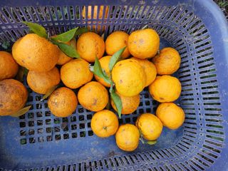 들국화님의 자유주제 · 자유게시판 작성글 사진