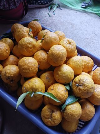 들국화님의 자유주제 · 자유게시판 작성글 사진