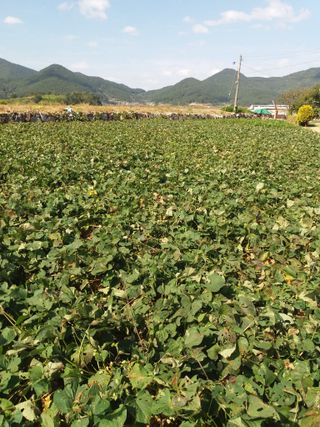 들국화님의 자유주제 · 자유게시판 작성글 사진
