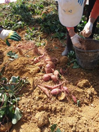 들국화님의 자유주제 · 자유게시판 작성글 사진