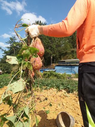 들국화님의 자유주제 · 자유게시판 작성글 사진