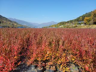 까끔이골농님의 작성글 사진
