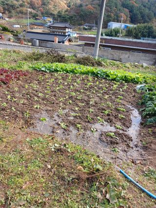 박지성 님의 기타작물 · 영농일지 작성글 사진