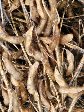 용골대장님의 기타작물 · 영농일지 작성글 사진