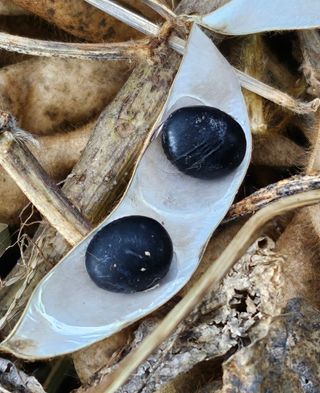 용골대장님의 기타작물 · 영농일지 작성글 사진