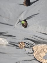 팜모닝 기타작물·영농일지 게시글 이미지