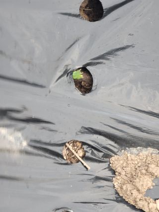 박헌님의 기타작물 · 영농일지 작성글 사진