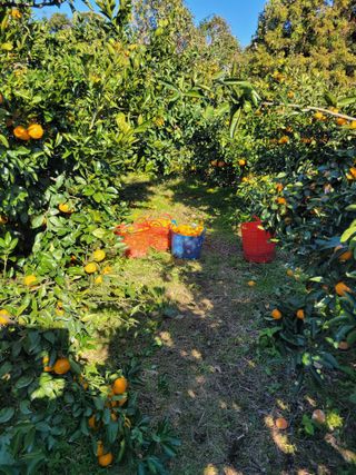 서귀포달코롬감귤농원님의 자유주제 · 자유게시판 작성글 사진