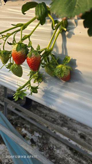 금실님의 12월 작물 자랑하기 · 참여글 작성글 사진