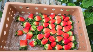 금실님의 12월 작물 자랑하기 · 참여글 작성글 사진