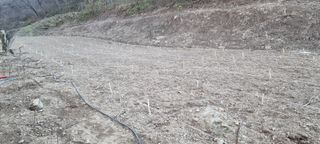 낙엽교목류16788님의 기타작물 · 영농일지 작성글 사진