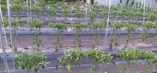 김영문님의 공짜로 가질 수 있다면 나의 선택은? · 참여글 작성글 사진