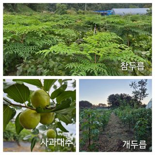 김숙향님의 공짜로 가질 수 있다면 나의 선택은? · 참여글 작성글 사진