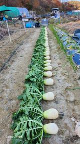 팜모닝 두릅·영농일지 게시글 이미지