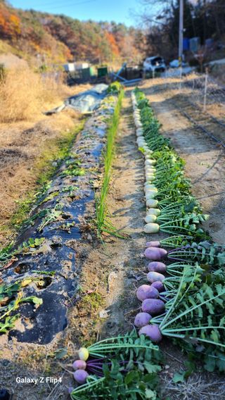 회야농원(정창규)님의 두릅 · 영농일지 작성글 사진