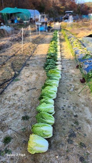 회야농원(정창규)님의 두릅 · 영농일지 작성글 사진