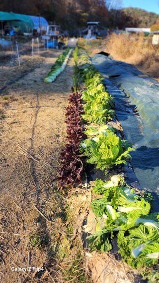 회야농원(정창규)님의 두릅 · 영농일지 작성글 사진