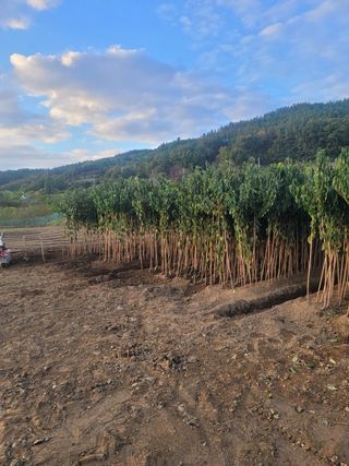 일심묘목농원님의 자유주제 · 자유게시판 작성글 사진