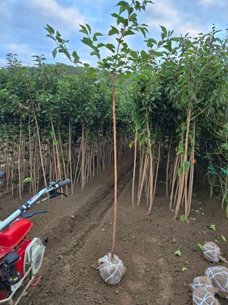 일심묘목농원님의 자유주제 · 자유게시판 작성글 사진