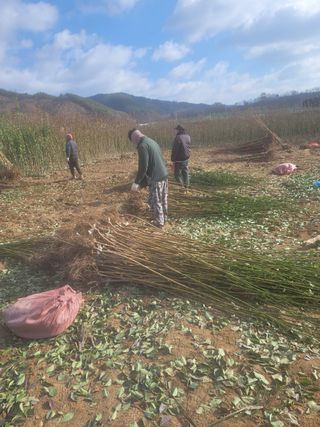 일심묘목농원님의 자유주제 · 자유게시판 작성글 사진