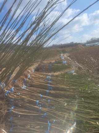 일심묘목농원님의 자유주제 · 자유게시판 작성글 사진