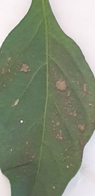 토마토아부지왕궁면님의 고추 · 병해충상담 작성글 사진