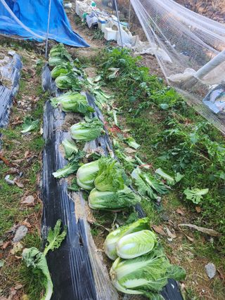 고인석님의 12월 작물 자랑하기 · 참여글 작성글 사진