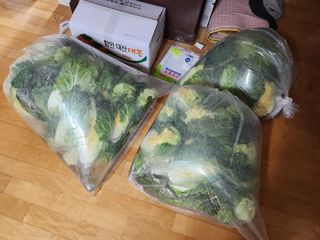 고인석님의 12월 작물 자랑하기 · 참여글 작성글 사진